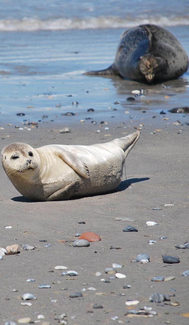 Eine junge Robbe am Strand.