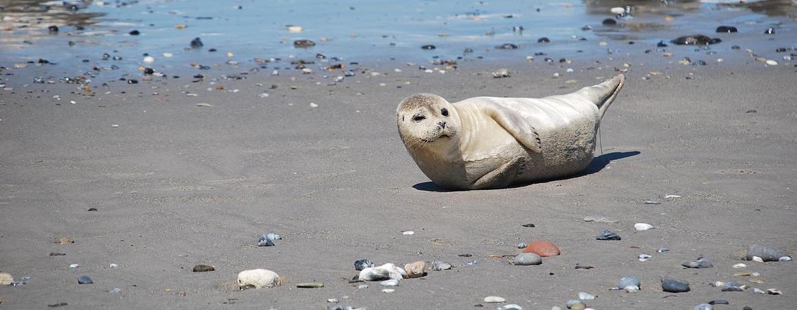 Eine junge Robbe am Strand.
