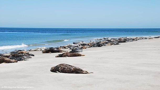 Seals relaxing on the North Sea beach