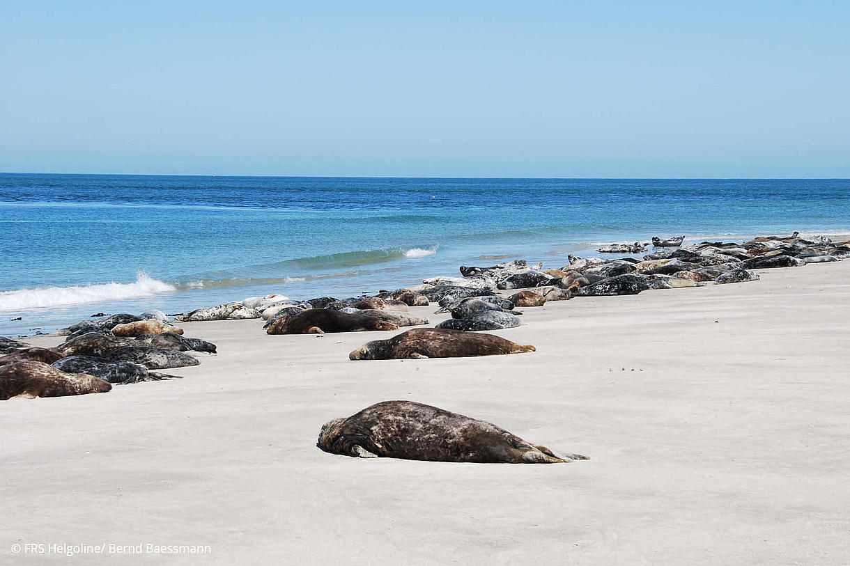 Seals relaxing on the North Sea beach