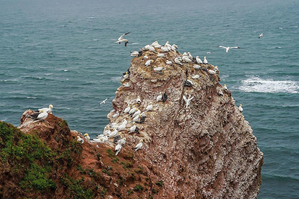 Der Lummenfelsen mit brütenden Vögeln auf Helgoland 