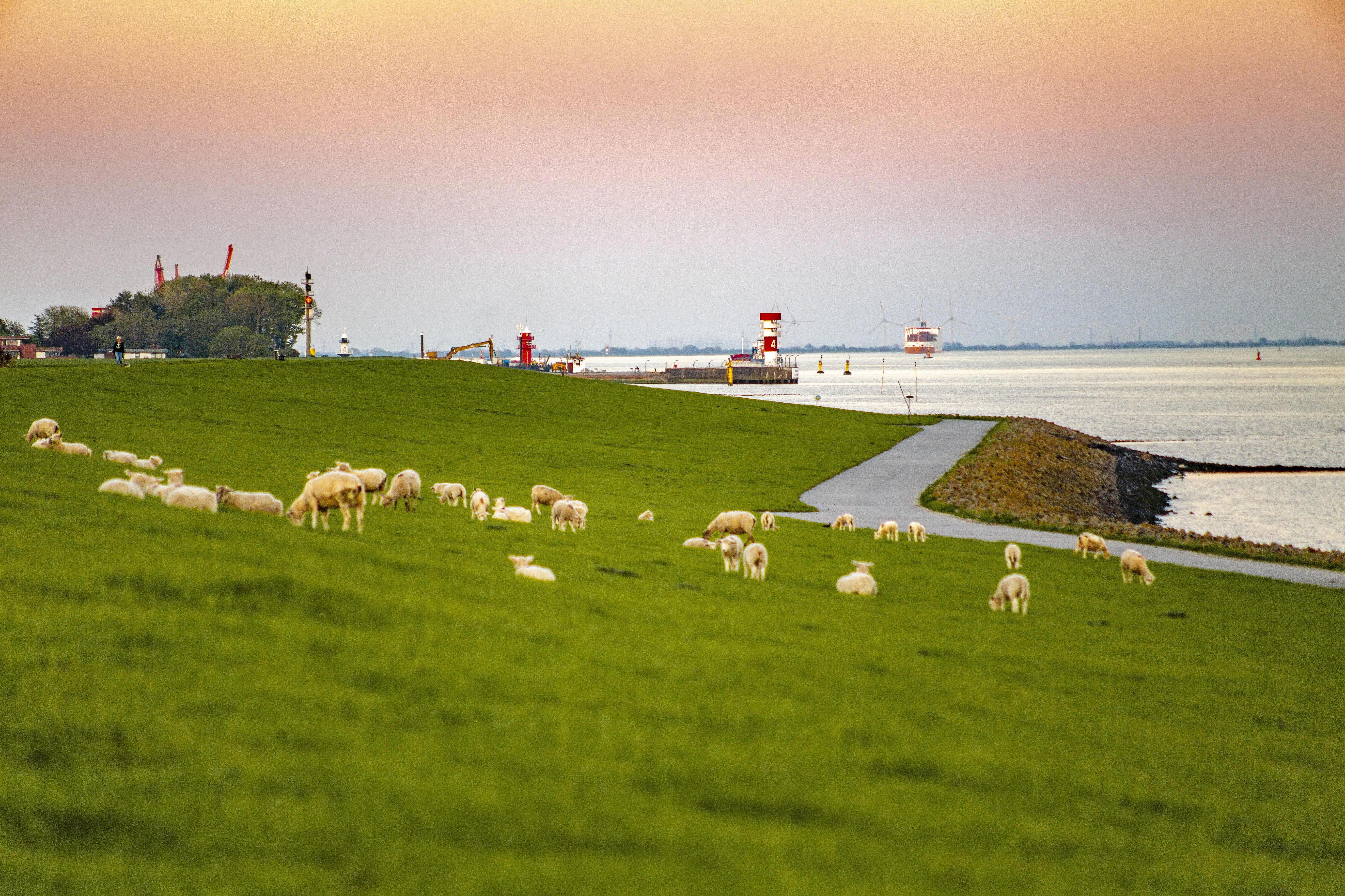View at some sheeps from the "Elbdike" in Brunsbüttel
