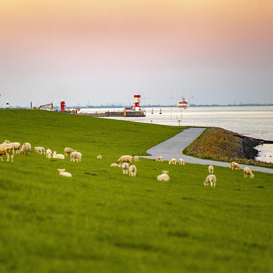Blick auf die Schafe auf dem Elbdeich in Brunsbüttel