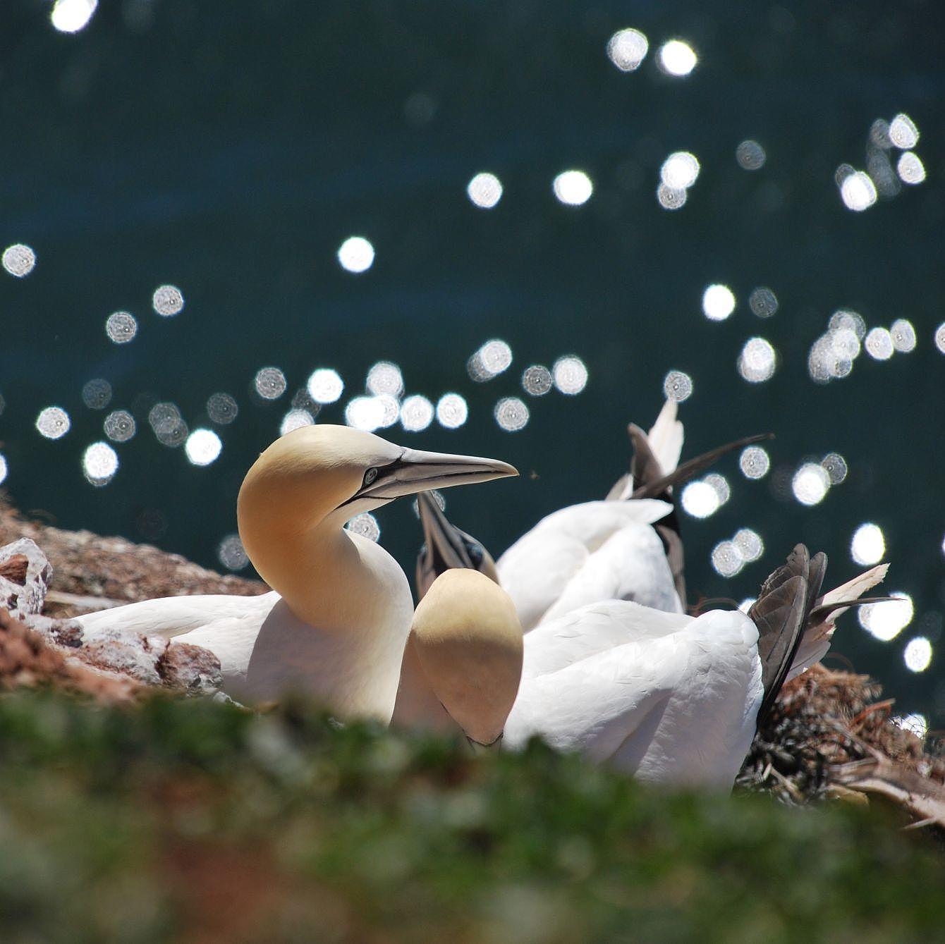 Seabirds "Basstöpel" breeding 