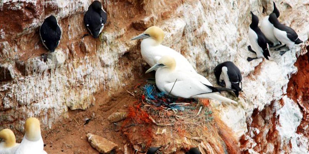 frs-helgoline-guillemot-rock-closeup-northern-gannet-nest