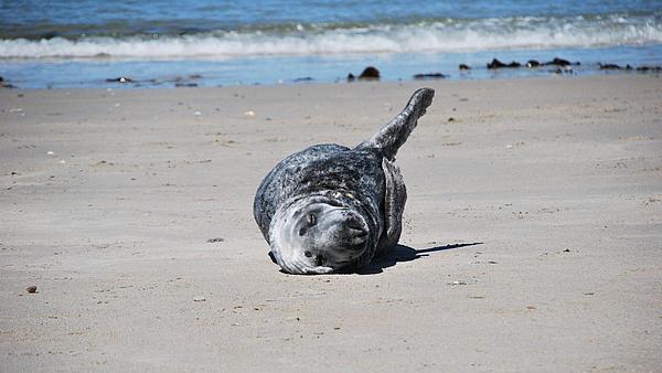 One seal laying on the beach of Heligoland