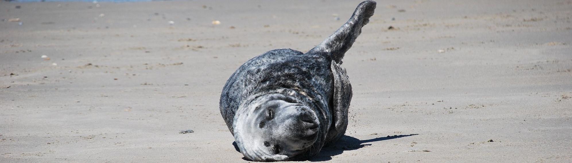 Eine Robbe am Strand.