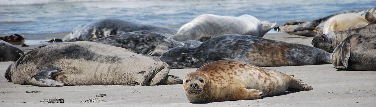 Seals laying on the beach of Heligoland