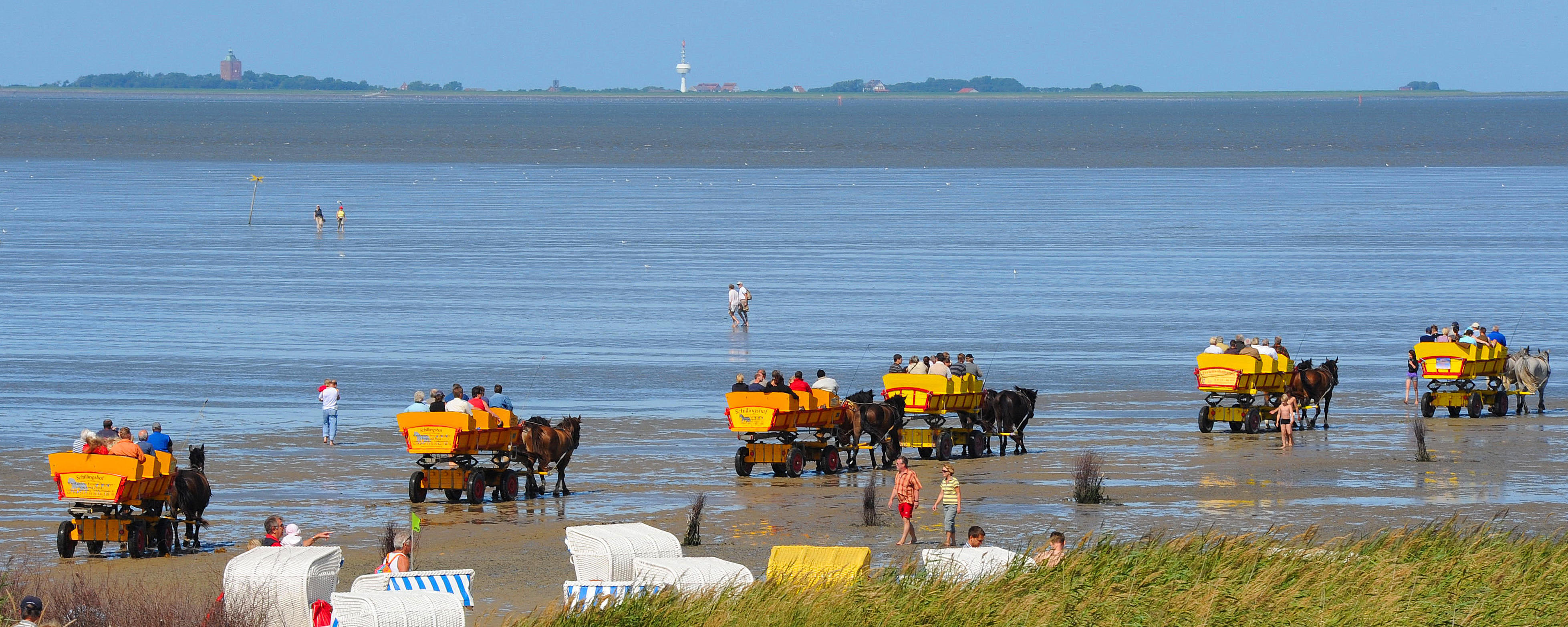 Mehrere Wattwagen, welche von Pferden, durch das Wattenmeer gezogen werde.