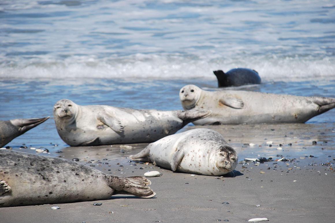 Robben entspannen sich am Strand.