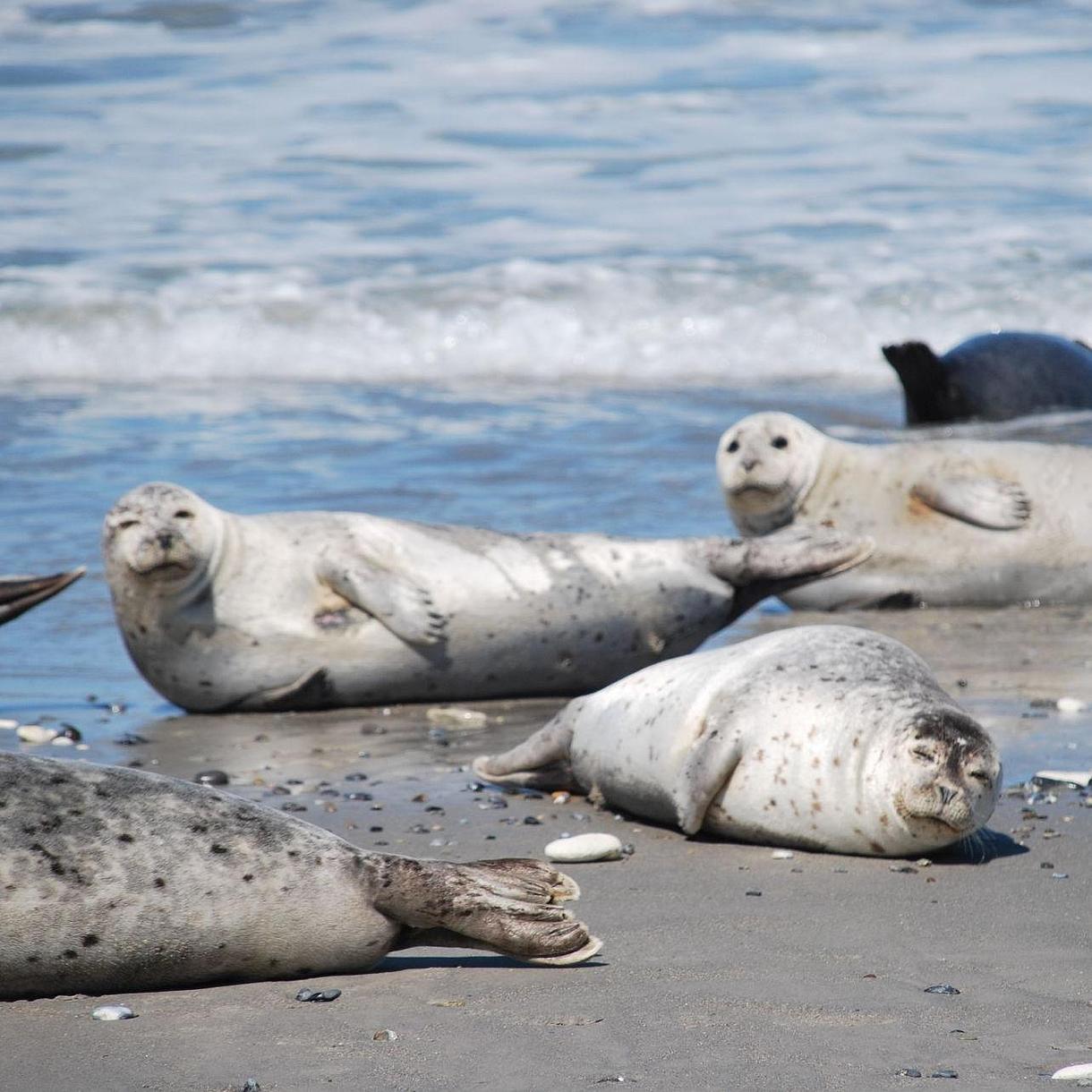 Robben entspannen sich am Strand.