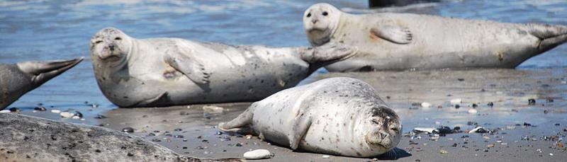Seals laying on the beach of Heligoland blended by the sun