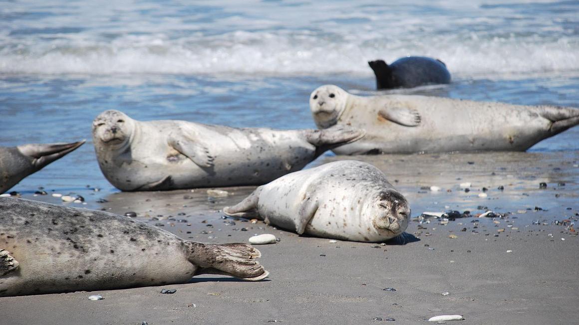 Seals laying on the beach of Heligoland blended by the sun