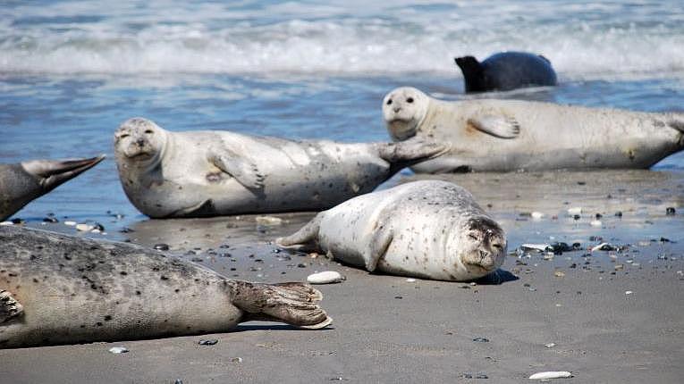 Robben entspannen sich am Strand.