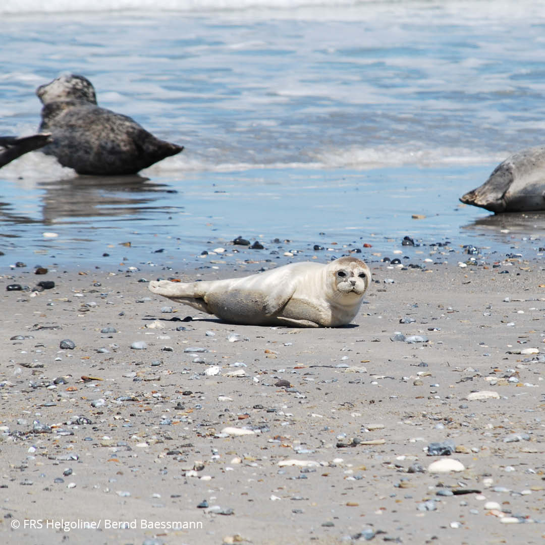 baby seal laying at the beach of Heligoland, in the front shells 